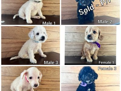 Toy Poodle X Jack-a-poo (F1B)