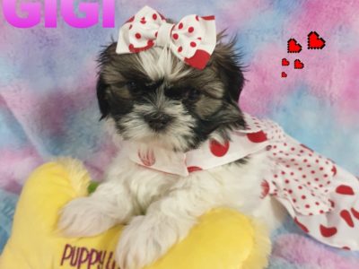 Shihtzu x pekinese/maltese