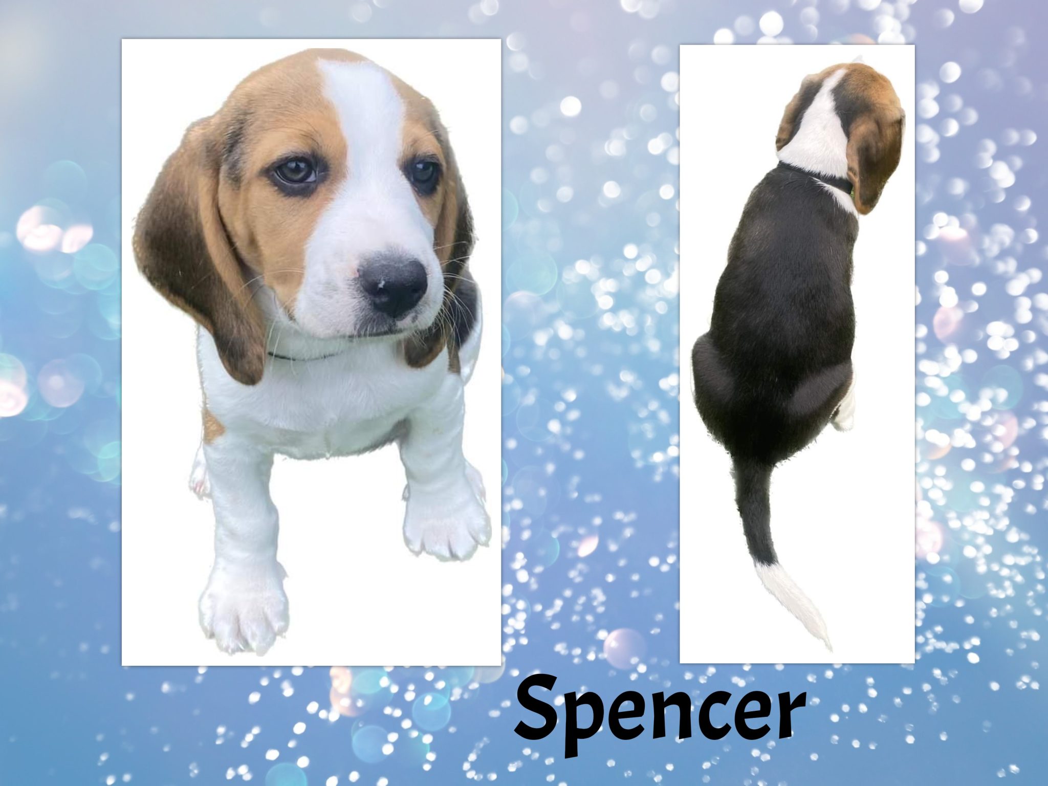 are beagles purebred