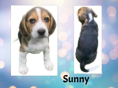 Beagle Purebred Male