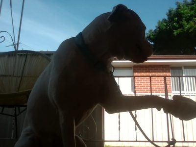 Female American Staffy