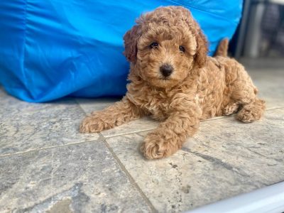 Toy Poodles “Pure Bundles of Joy” Ready