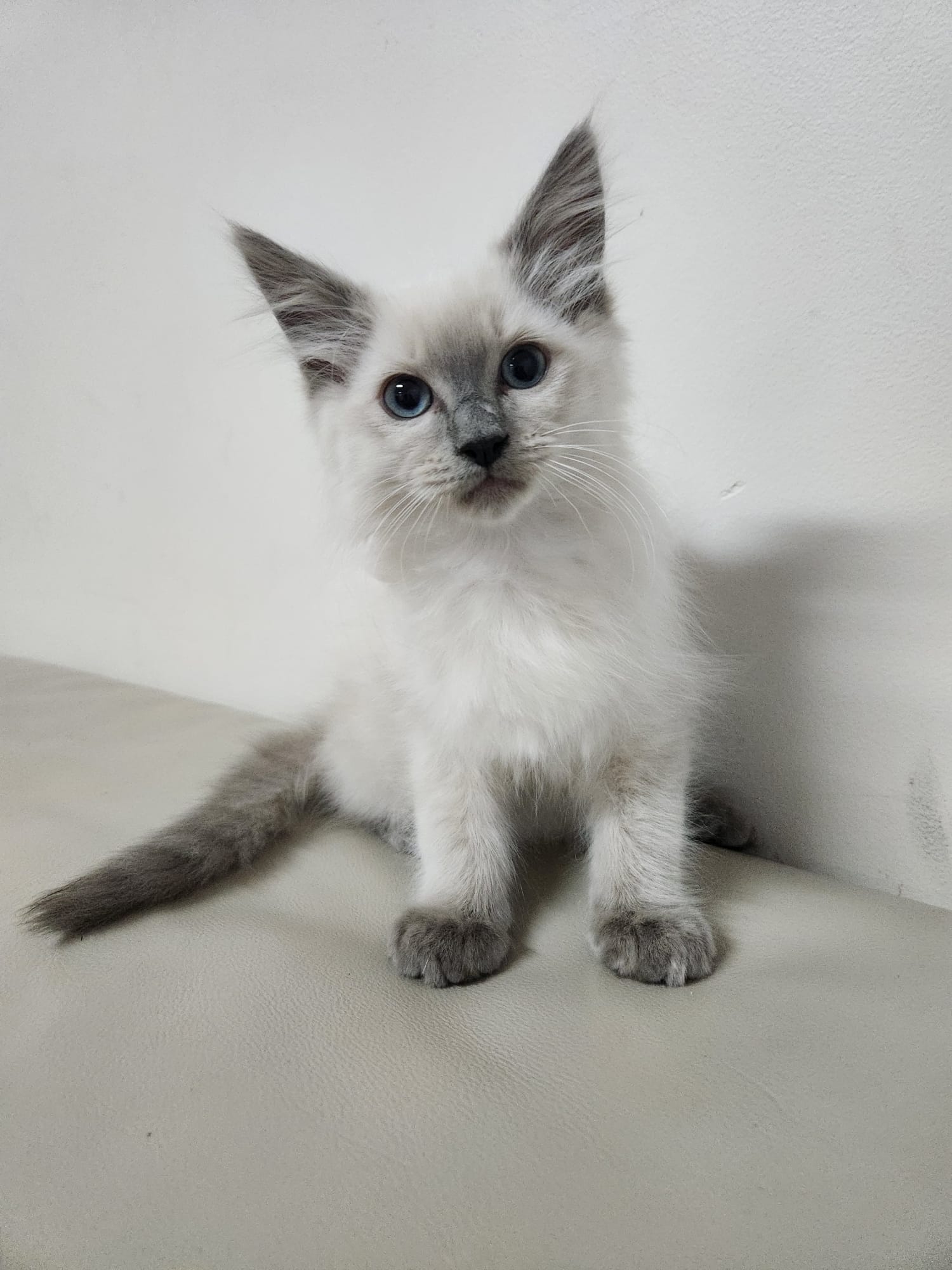 Beautiful Blue Point Ragdoll kittens For Sale