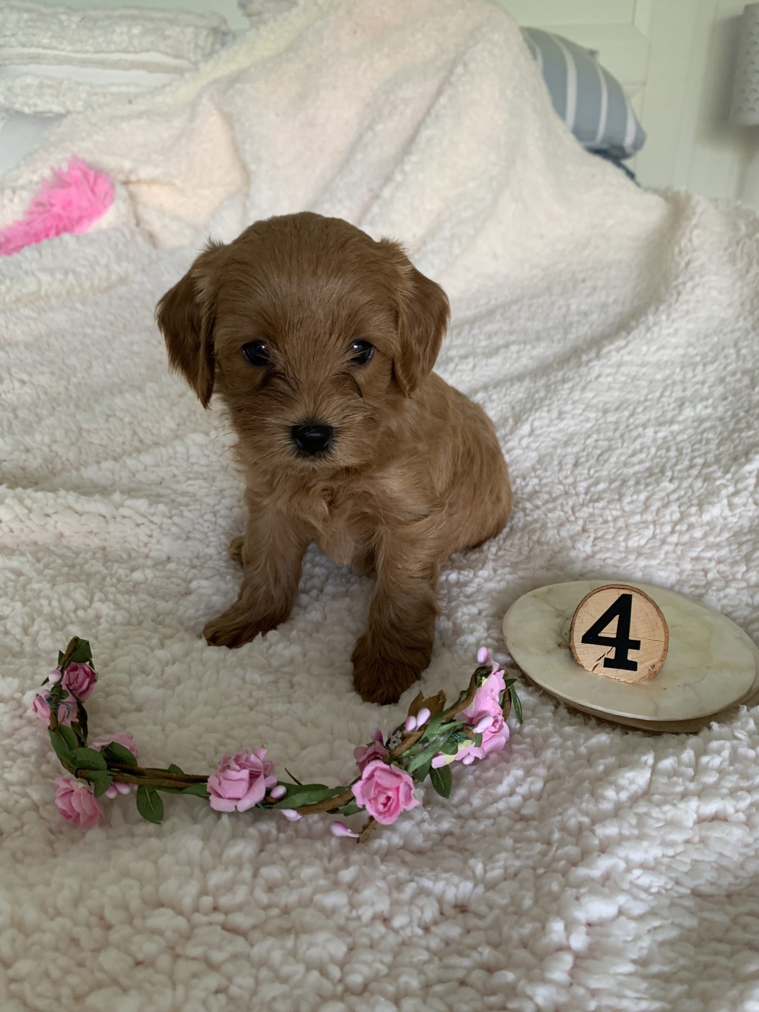 TEDDYBEAR TOY CAVOODLE PUPPIES DNA CLEARED
