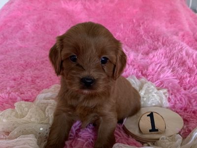 TEDDYBEAR TOY CAVOODLE PUPPIES DNA CLEARED