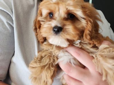 TOY CAVOODLE PUPPIES FOR SALE!