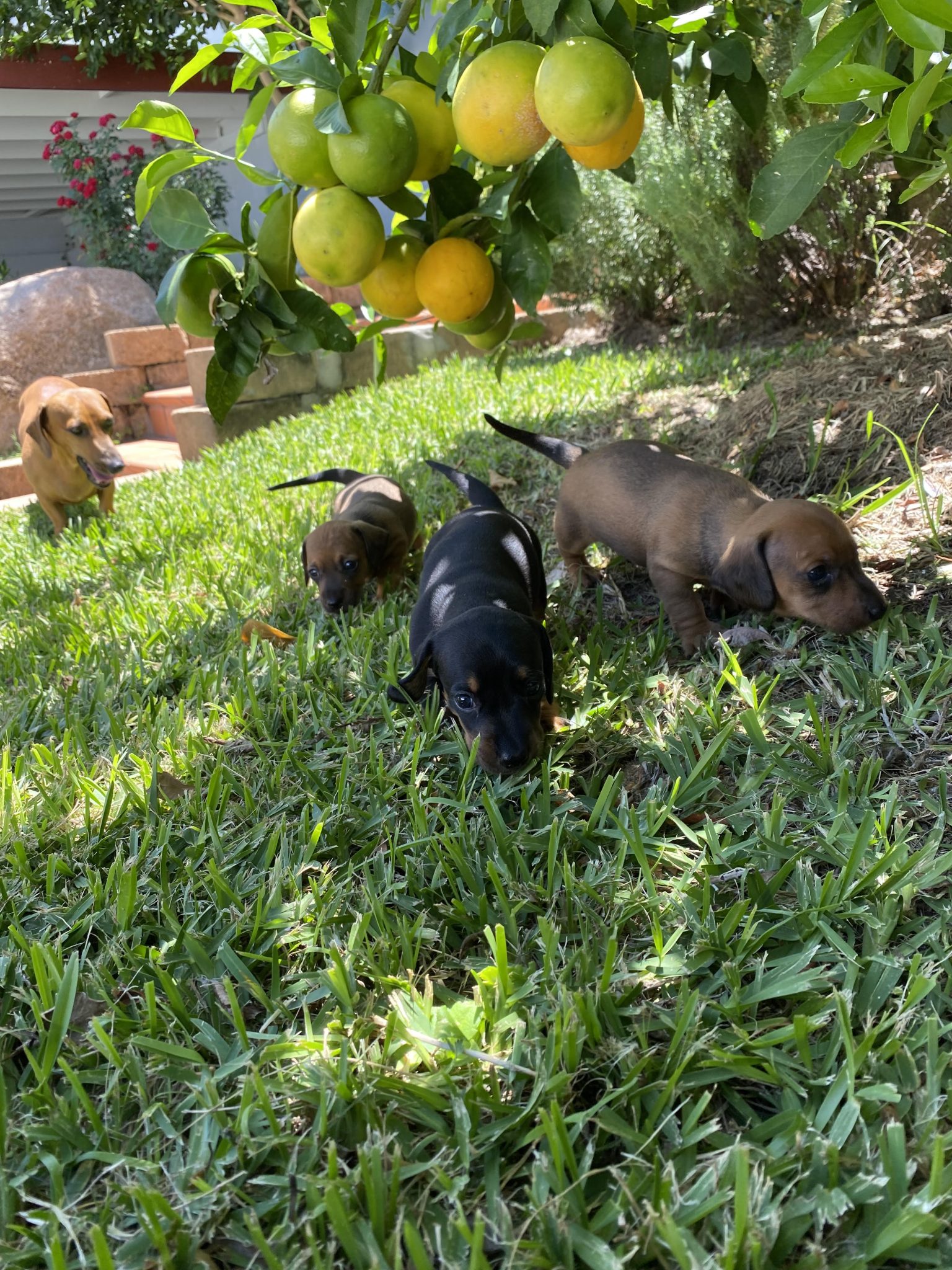 Minature dachshund puppies