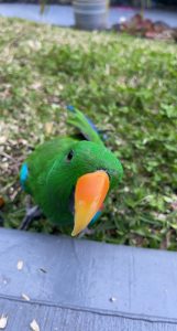 male eclectus parrot in need of loving home