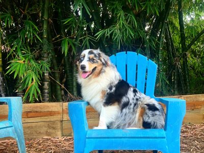 Purebred Australian Shepherd Puppies