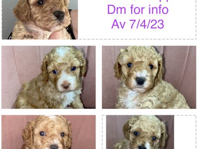 Cavoodle F1b Non shedding