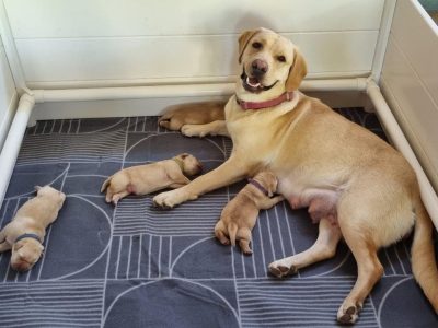 Beautiful pure bred Golden Labrador puppies