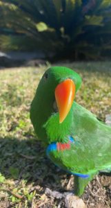 male eclectus parrot in need of loving home