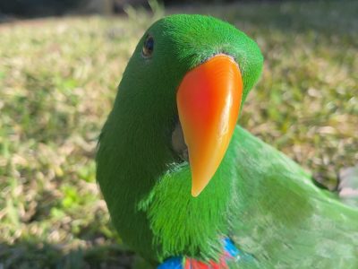 male eclectus parrot in need of loving home