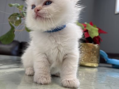 Gorgeous purebred ragdolls