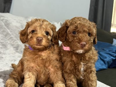 Toy cavoodle puppies 2x female 2x male