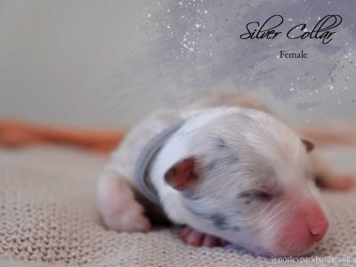 Slate Merle Female Pedigree Border Collie