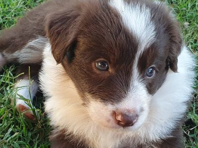 Purebred Long Hair Border Collies