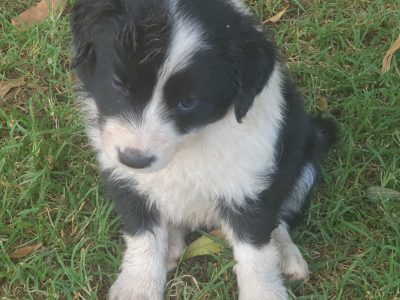 Purebred Long Hair Border Collies