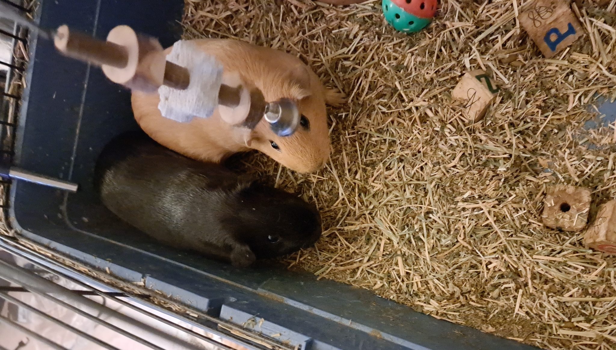 2 Female Guinea Pigs + Full Set Up