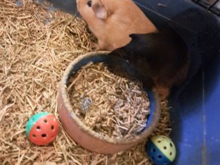2 Female Guinea Pigs + Full Set Up