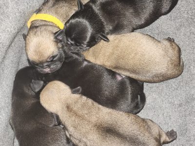 Beautiful Pug Puppies For Sale