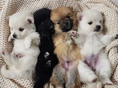 Adorable purebred Pomeranian puppies