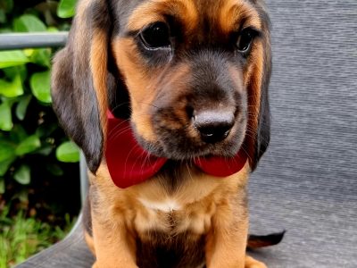 Male Beagliers Available Now