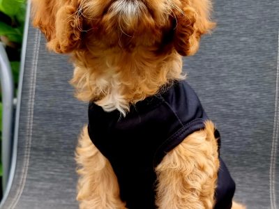 F1 Cavoodle Puppy