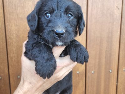 Health Tested Mini Labradoodle Puppies