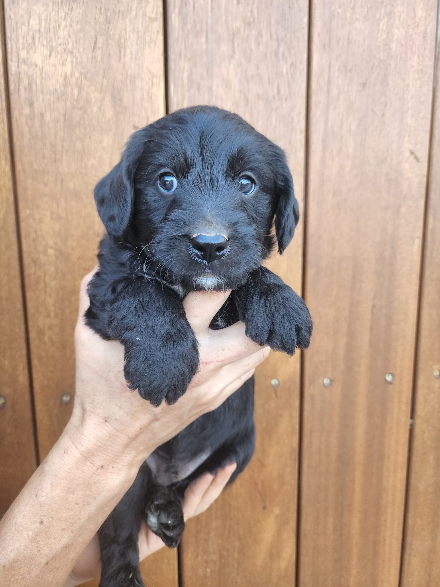Health Tested Mini Labradoodle Puppies