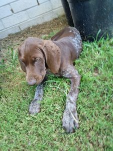 Purebred german shorthaired pointer pups