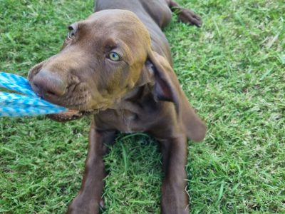 Purebred german shorthaired pointer pups