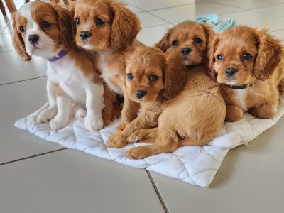 PEDIGREE/DNA TESTED/ KING CHARLES CAVALIERS