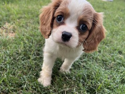 Purebred cavalier King Charles puppies