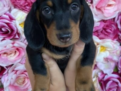 Miniature Dachshund puppies