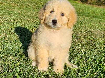 Bordoodle – Lismore