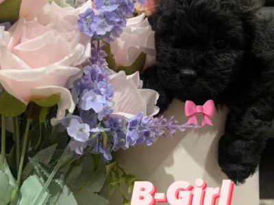 TOY CAVOODLE PUPPIES FOR SALE!