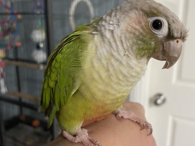 5 year male cinnamon conure