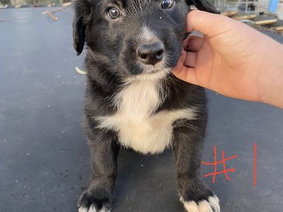 Adorable Border Collie Puppies For Sale