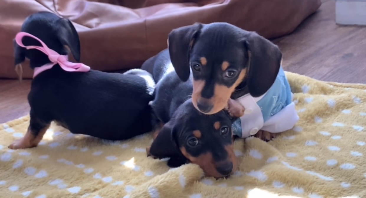 Purebred Miniature Dachshund Puppies