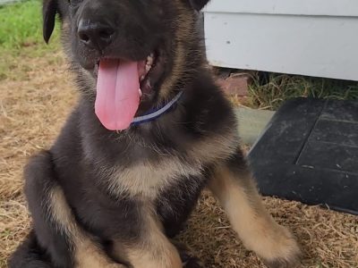 German Shepherd Puppies – Pure bred