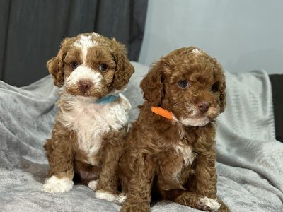 Toy cavoodle puppies 2x male 2x females