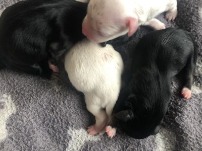 Maltese x Shih Tzu Puppies for sale 22/03/23 $2000