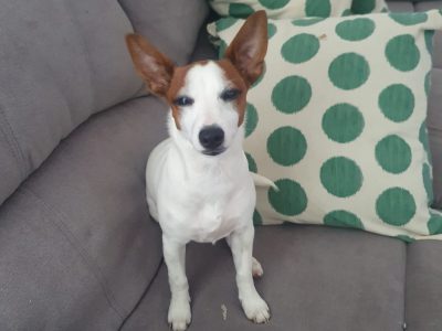 Jack russell x mini foxy pups