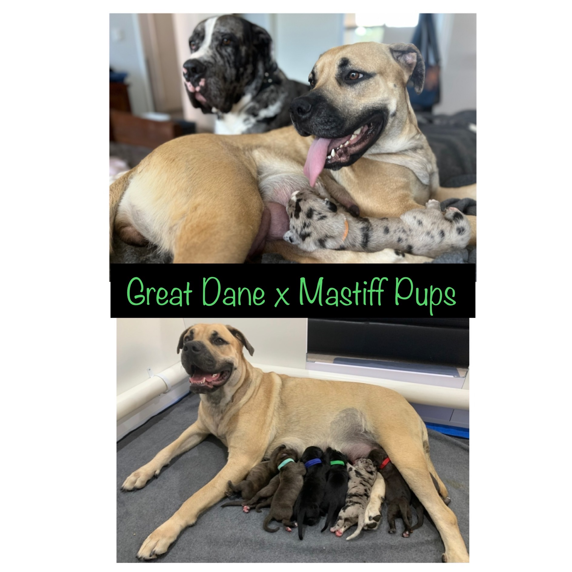 Beautiful Great Dane/Mastiff puppies