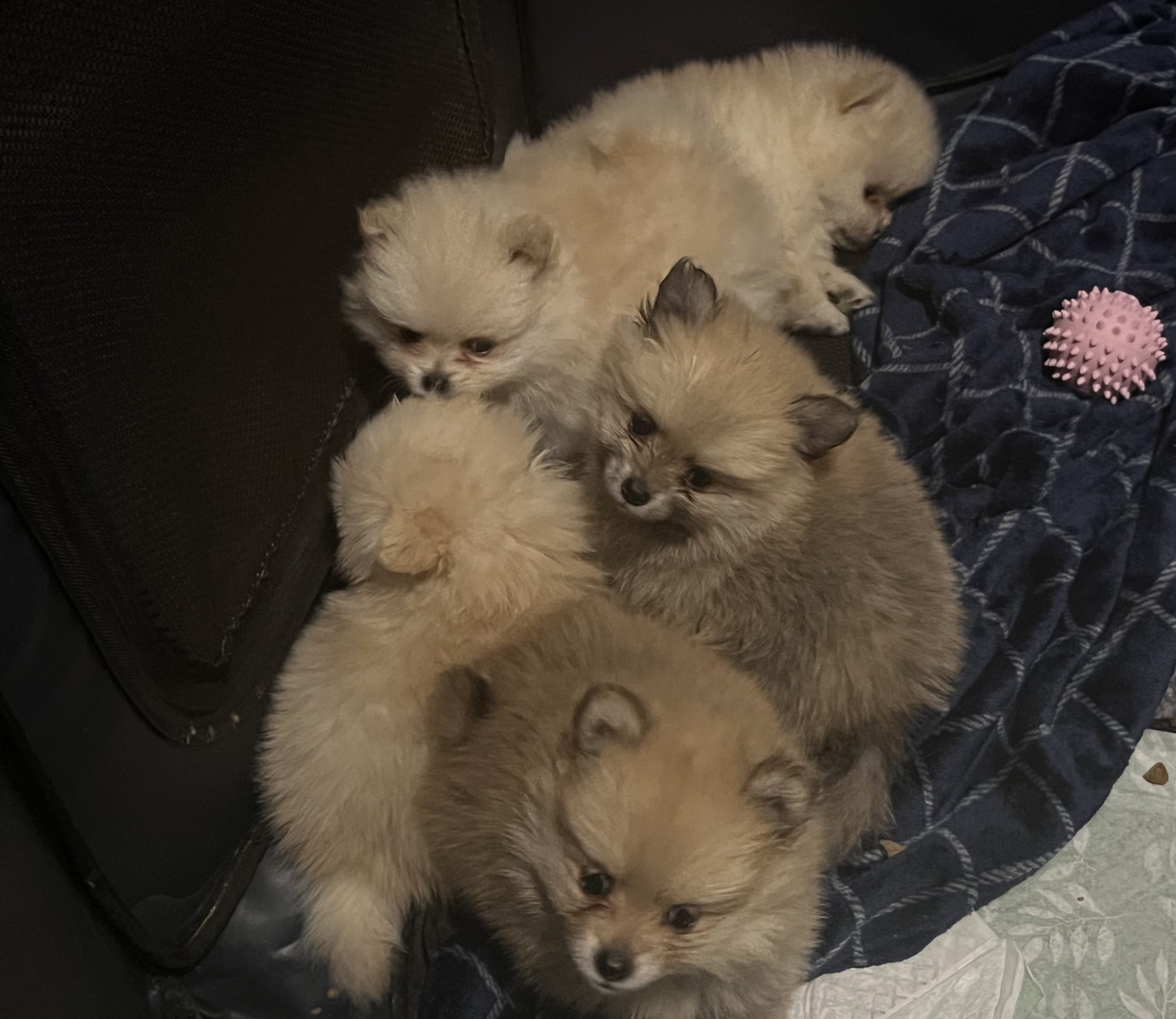 Small purebred Pomeranian puppies