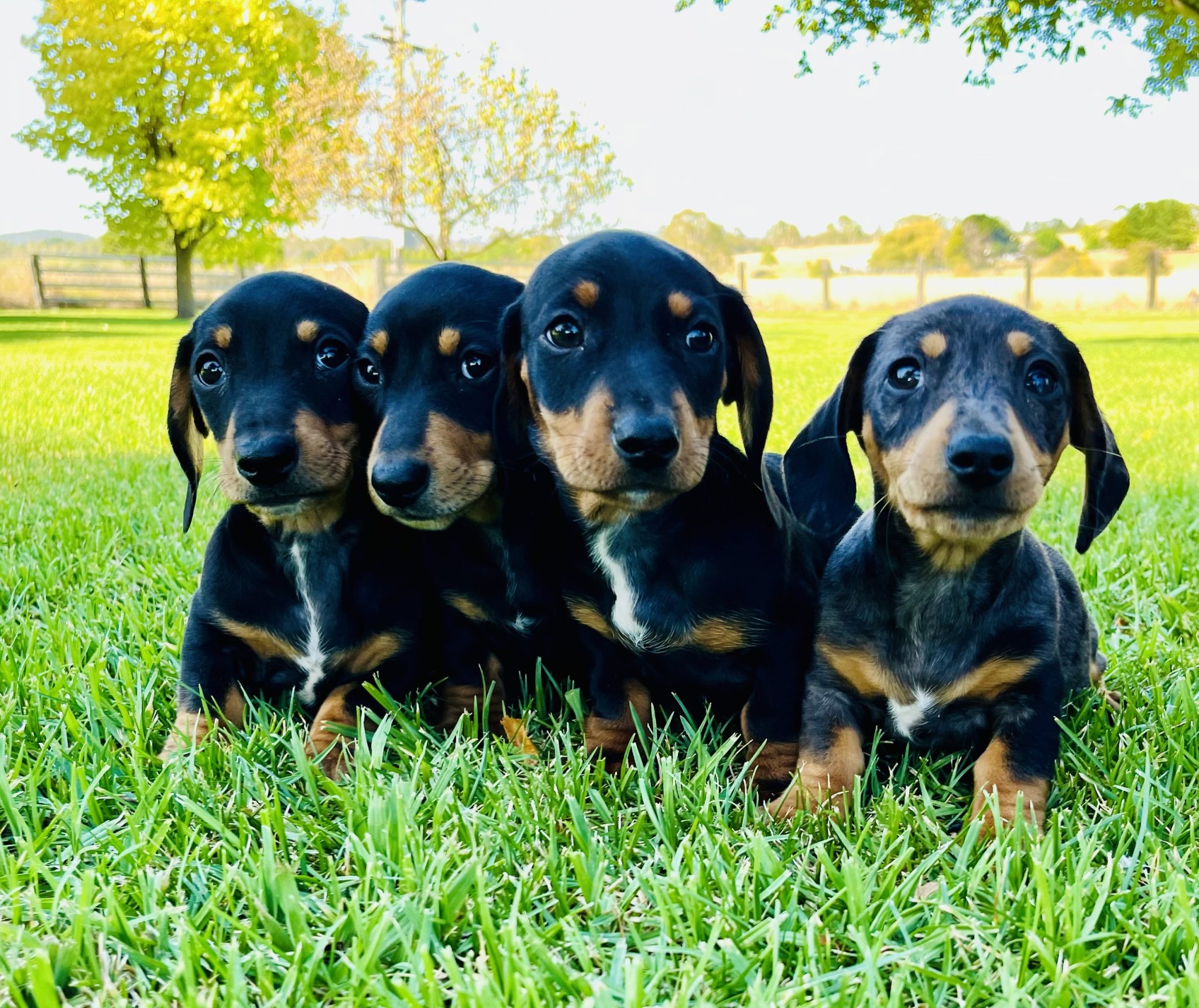 Mini Dachshund Puppies- Ready Now!