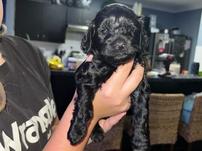 Gorgeous Cavoodle Puppies