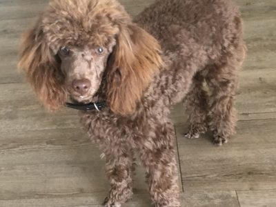 Cavoodle miniature male pup