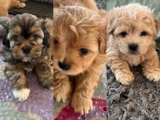 The Sweetest Shmoodle puppies DNA tested parents